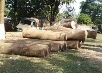 জাগুনত বন মাফিযাৰ উপদ্ৰৱ; বৃহৎ পৰিমাণৰ হোলোং গছৰ কুণ্ডা জব্দ