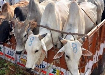 cattle-smuggling