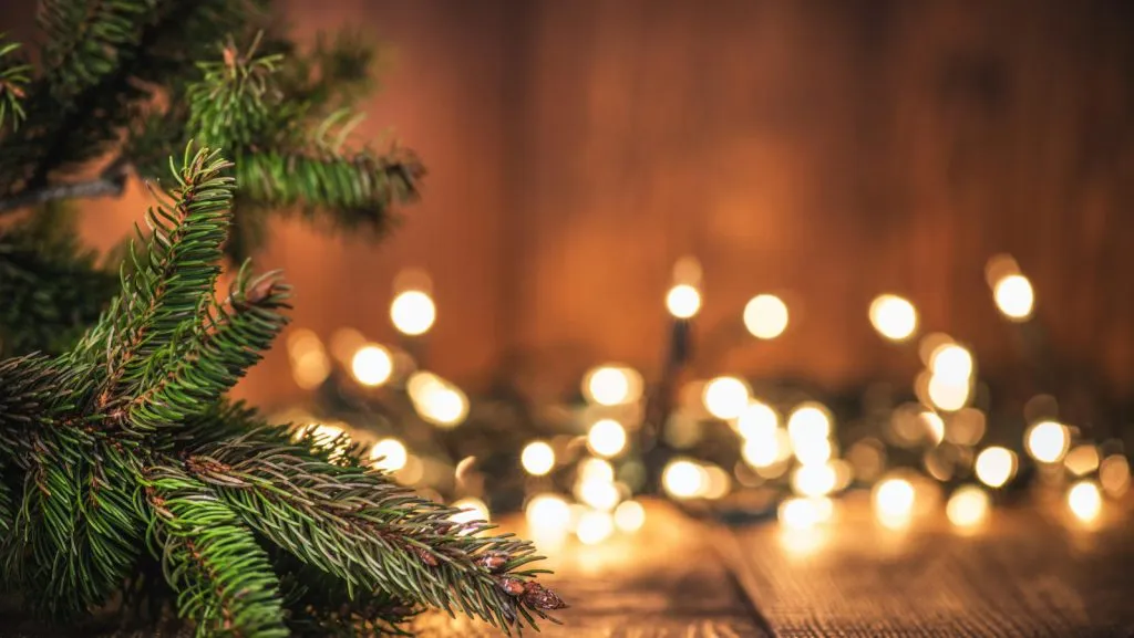 Spruce Tree branch on Wood Background