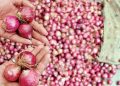 Onions