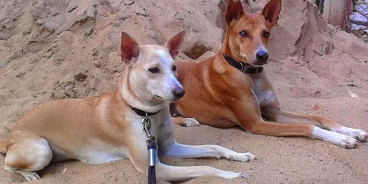 Dog bark at people