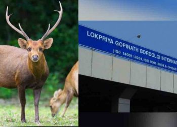 Hog-Deer-750x376