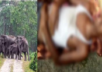 Wild jumbo story