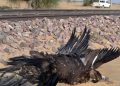 pokhran-speeding-train-vulture-photo-jaisalmer-killed_693c11c6-f161-11e7-a734-adae4971e2ad