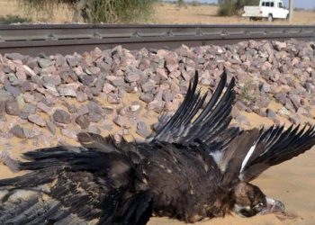 pokhran-speeding-train-vulture-photo-jaisalmer-killed_693c11c6-f161-11e7-a734-adae4971e2ad