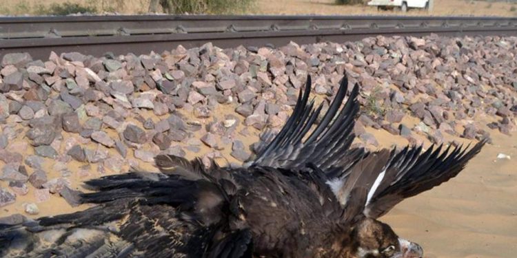 pokhran-speeding-train-vulture-photo-jaisalmer-killed_693c11c6-f161-11e7-a734-adae4971e2ad