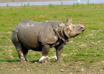 Rhino