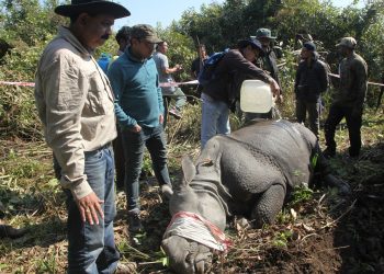 Two Kaziranga rhinos sent to Manah