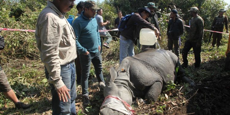Two Kaziranga rhinos sent to Manah