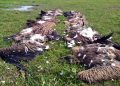 30-03-19 Demow- Various Vulture death (2)