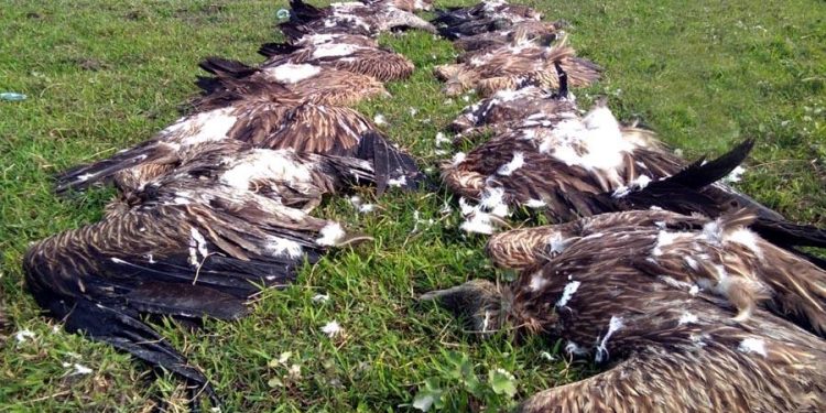 30-03-19 Demow- Various Vulture death (2)