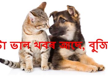 Dog and Cat