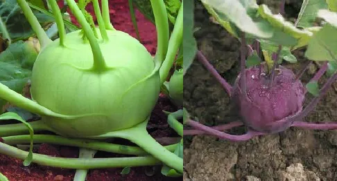 Khol Khol