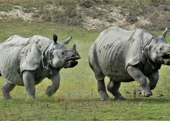 Rhino.