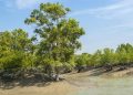 Sundarban