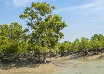 Sundarban