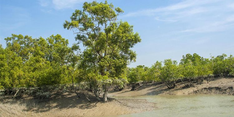 Sundarban