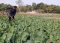 খেতিত ধৰি বহুজনৰ বাবে আদৰ্শৰ বাট দেখুৱাইছে এইগৰাকী অসমীয়া যুৱকে