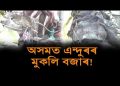 এইবাৰ হান্তা ভাইৰাছৰ চিকাৰ হ’ব নেকি অসম? চাওক ক’ত চলি আছে এন্দুৰৰ মুকলি বজাৰ