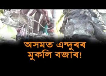 এইবাৰ হান্তা ভাইৰাছৰ চিকাৰ হ’ব নেকি অসম? চাওক ক’ত চলি আছে এন্দুৰৰ মুকলি বজাৰ
