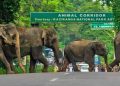 1ANIMAL-CORRIDOR-IN-KAZIRANGA.jpg1