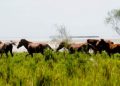Why ex-Army personnel ‘target’ feral horses of Dibru-Saikhowa National Park?