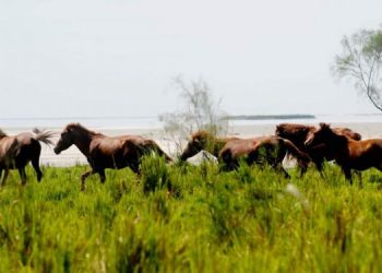 Why ex-Army personnel ‘target’ feral horses of Dibru-Saikhowa National Park?