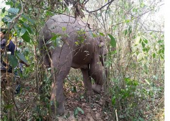 Elephant
