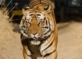 India-Bandhavgarh1-National-Park-Tiger-Safari-Male-Bengal