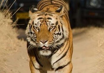 India-Bandhavgarh1-National-Park-Tiger-Safari-Male-Bengal