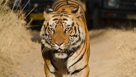 India-Bandhavgarh1-National-Park-Tiger-Safari-Male-Bengal