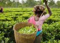 IndiaTv9e508c_Assam-set-up-pa41761