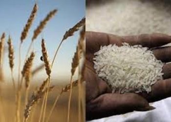 Rice and wheat