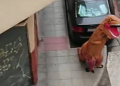 Amid Coronavirus lockdown, man in Spain leaves house wearing dinosaur costume