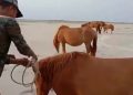 Ex-Army personnel use forged documents to smuggle feral horses from Dibru-Saikhowa National Park