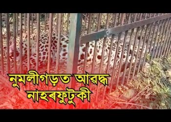 নুমলীগড়ৰ তেলগৰমত পিঞ্জৰাবদ্ধ নাহৰফুটুকী বাঘ