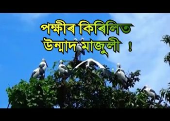 কৰ’নাভাইৰাছৰ আতংকৰ মাজতে মাজুলীত পৰিভ্ৰমী পক্ষীৰ কোলাহল