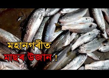 ল’কডাউনৰ মাজতে প্ৰশাসনৰ অনুমতিৰ পাছত মহানগৰীৰ ফিছফেডত মাছ বিচাৰি গ্ৰাহকৰ ভিৰ