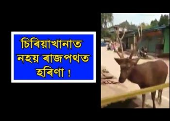 ল’কডাউনৰ মাজতে গুৱাহাটীৰ ৰাজপথলৈ ওলাই আহিল শৰ পহু