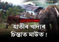 লকডাউনৰ ফলত খাদ্য সংকটত গুৱাহাটীৰ পোহনীয়া হাতী