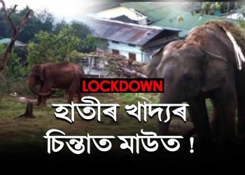 লকডাউনৰ ফলত খাদ্য সংকটত গুৱাহাটীৰ পোহনীয়া হাতী