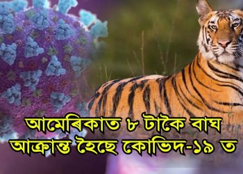 বাঘৰ গাত কৰ’নাভাইৰাছ আমেৰিকাত: অসমত চিৰিয়াখানাই লৈছে বিশেষ পদক্ষেপ