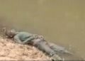 deadbody