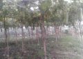 Nagaon Story
