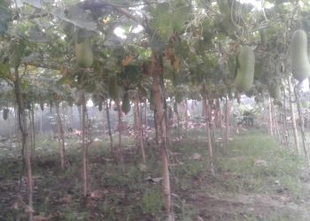 Nagaon Story