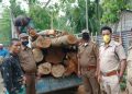 দৰঙত বৃহৎ পৰিমাণৰ অবৈধ চেগুণ গছৰ কুন্দা জব্দ
