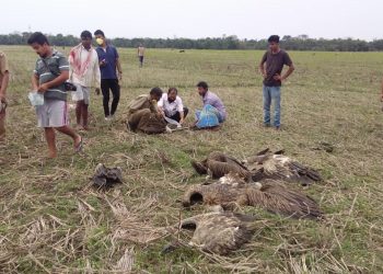 শিৱসাগৰত ১৯ টা শগুণৰ মৃত্যু; অন্য ১৫ টা অচেতন অৱস্থাত উদ্ধাৰ