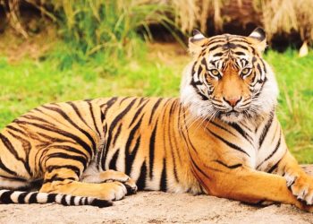 ROYAL-BENGAL-TIGER-990x620