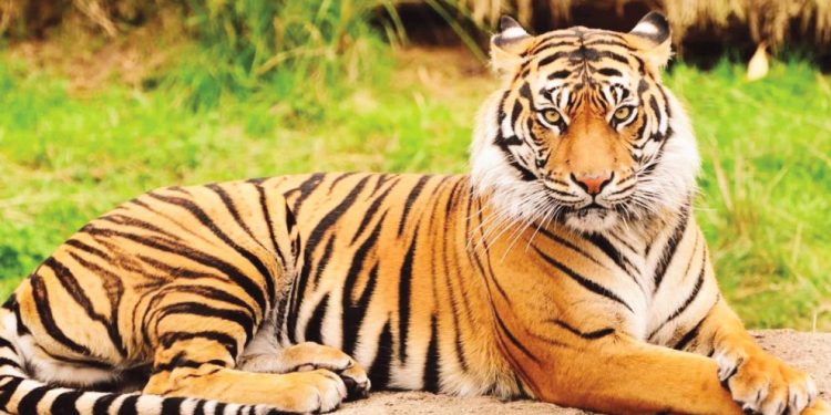 ROYAL-BENGAL-TIGER-990x620
