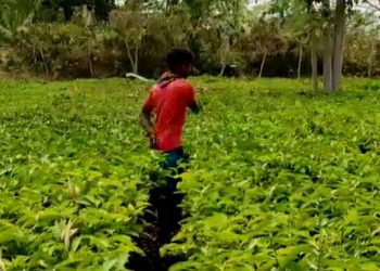 ল’কডাউনৰ ফলত গভীৰ লোকচানত ক্ষুদ্ৰ চাহ খেতিয়ক; ৰাজসাহায্য প্ৰদানৰ দাবী
